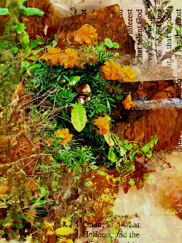 Marigold Collage, Linda Hansee